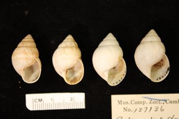 Media type: image; Malacology 137136